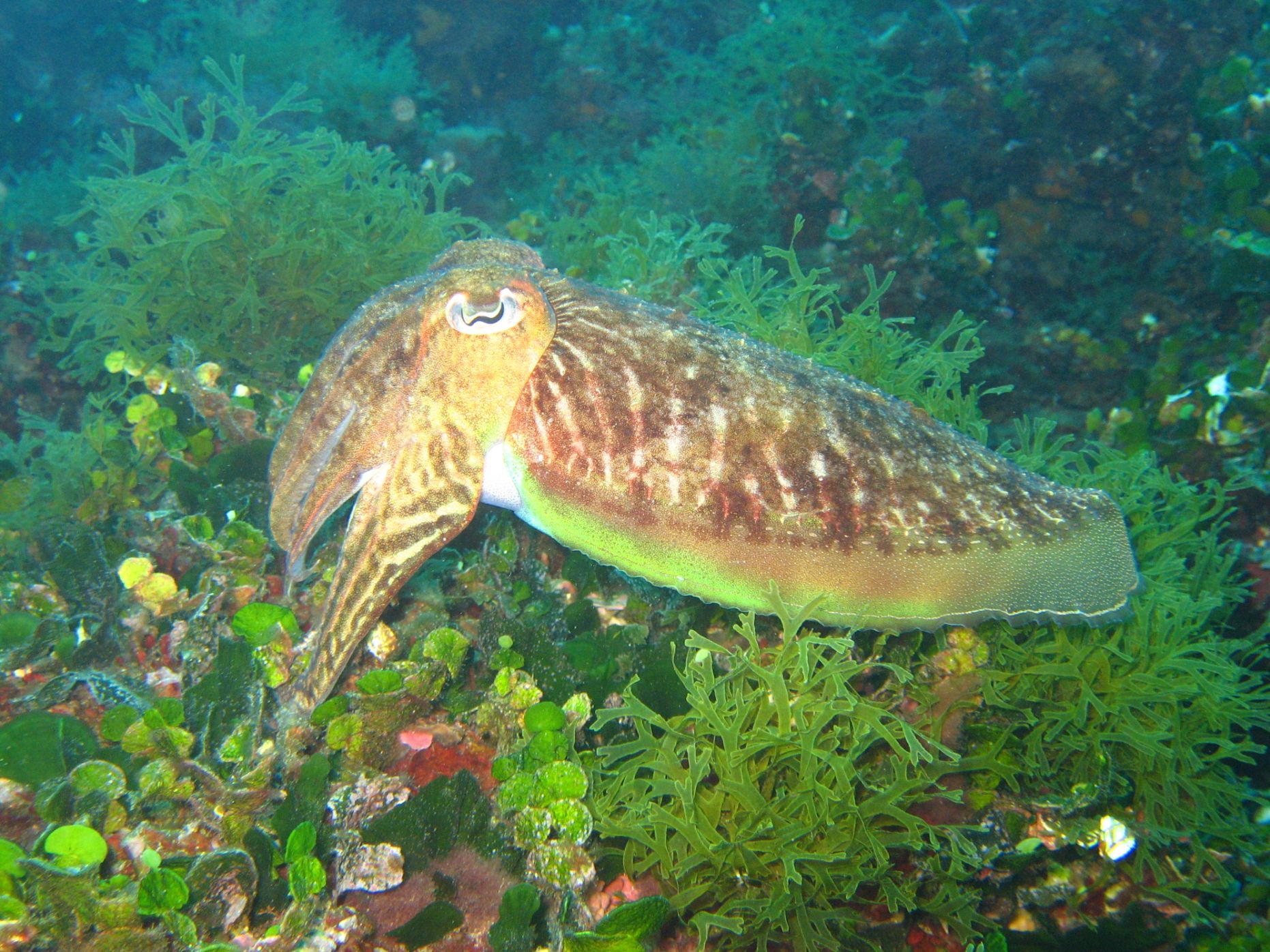Seiche le long de l'ile d'or, méduse en survol